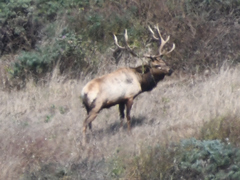 Cervus canadensis nannodes