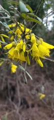Sophora macrocarpa