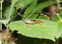 Cratichneumon w-album