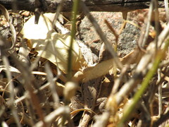 Liolaemus chacoensis