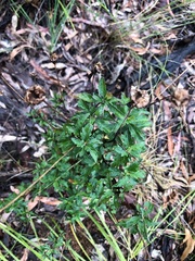 Centratherum riparium