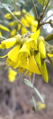 Sophora macrocarpa
