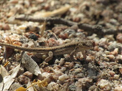 Liolaemus chacoensis