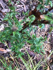 Centratherum riparium