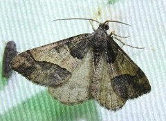 Frederickia hypaethrata