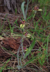 Caladenia discoidea