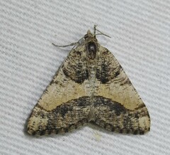 Frederickia hypaethrata