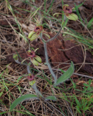 Caladenia discoidea