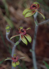 Caladenia discoidea