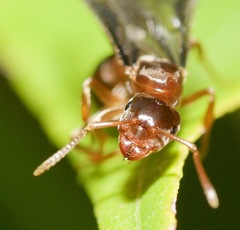 Lasius aphidicola