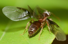 Lasius aphidicola