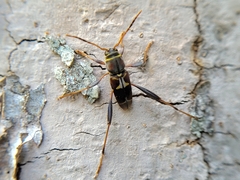 Neoclytus mucronatus