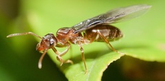 Lasius aphidicola