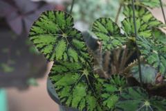 Begonia bowerae