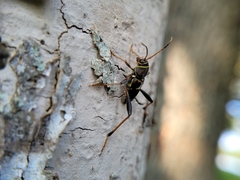 Neoclytus mucronatus