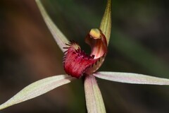 Caladenia australis