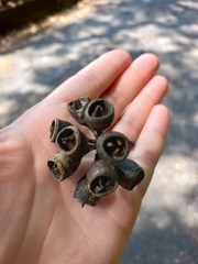 Angiospermae