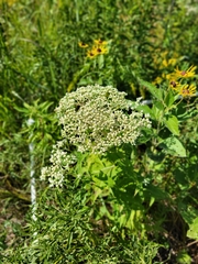 Eupatorium perfoliatum