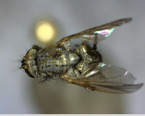 iNaturalist observation photo of Flies
