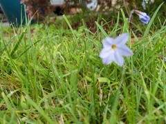 Ipheion uniflorum