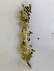 Cetrelia cetrarioides