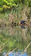 Porphyrio melanotus