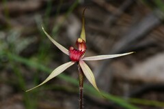 Caladenia australis