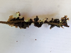 Cetrelia cetrarioides