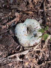 Lactarius indigo