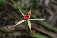 Caladenia australis