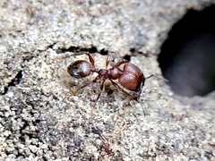Pheidole obscurithorax