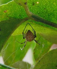 Latrodectus geometricus