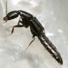Oxybleptes kiteleyi