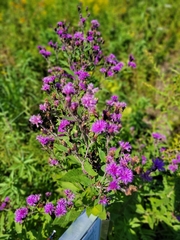 Vernonia missurica