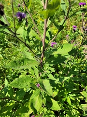 Vernonia missurica