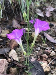 Ipomoea capillacea