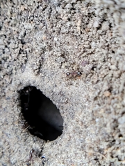Pheidole obscurithorax
