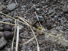 Polistes buyssoni
