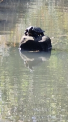 Emydura macquarii