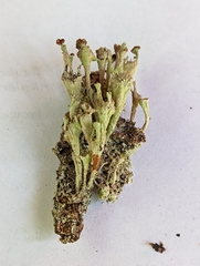 Cladonia cenotea