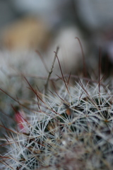 Mammillaria zeilmanniana