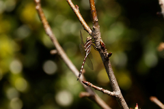 Adversaeschna brevistyla