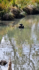 Emydura macquarii