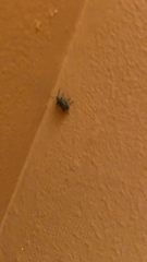 Otiorhynchus sulcatus