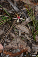 Caladenia australis