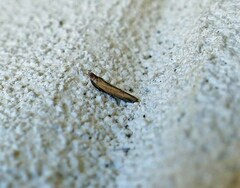 Elasmopalpus lignosella