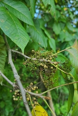 Toxicodendron