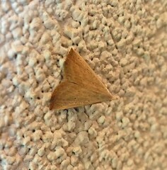 Macrochilo louisiana