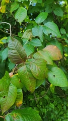 Toxicodendron