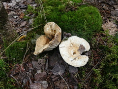 Russulaceae
